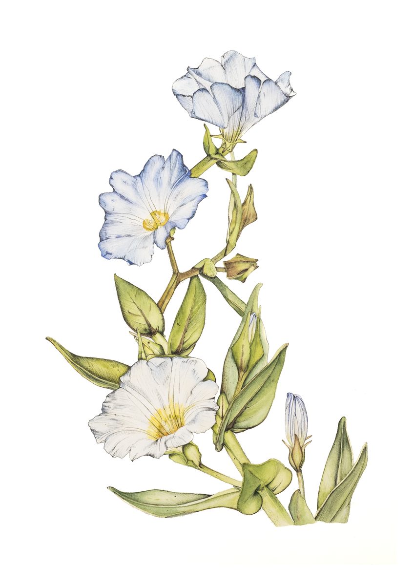 Nolana rupicola · Ilustración botánica Fine Art