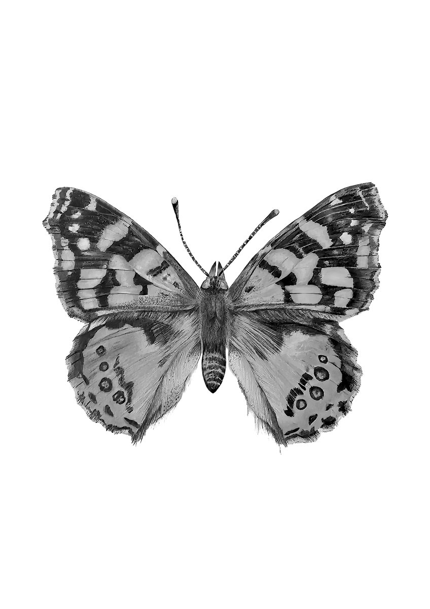 Mariposa blanco y negro