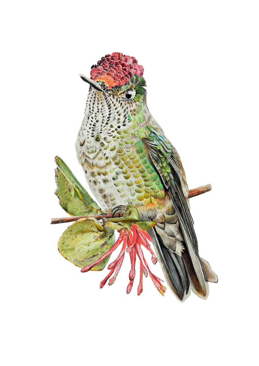 Picaflor chico · Ilustración botánica Fine Art
