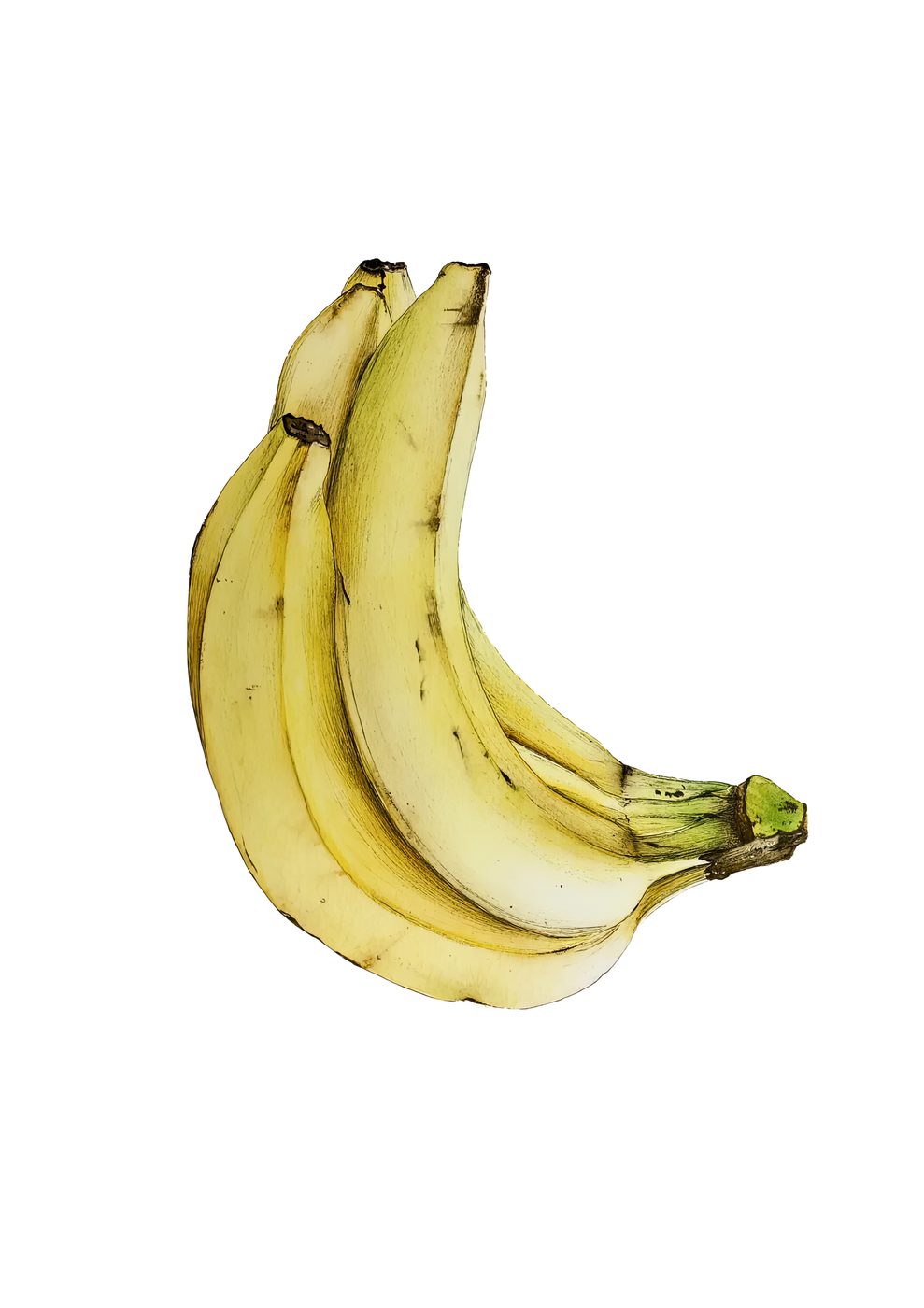 Plátano · Ilustración botánica Fine Art