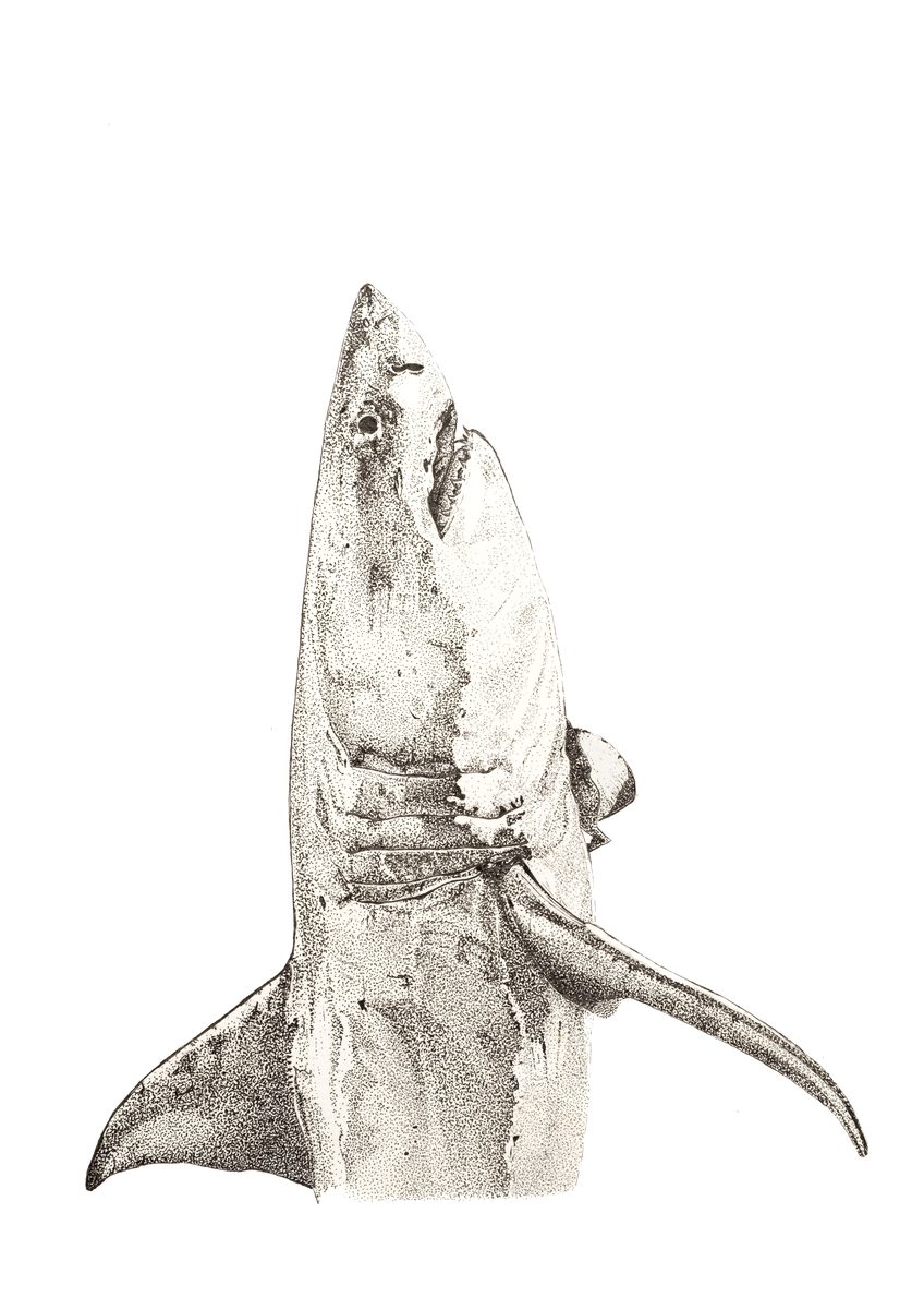 Tiburón blanco  · Ilustración botánica Fine Art